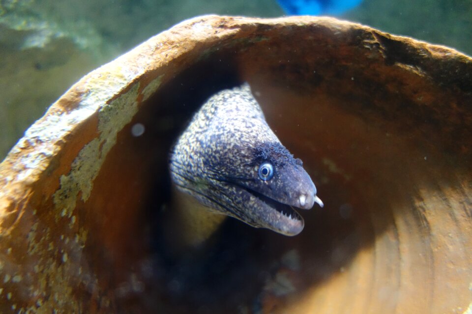 Deep sea atlantic fish