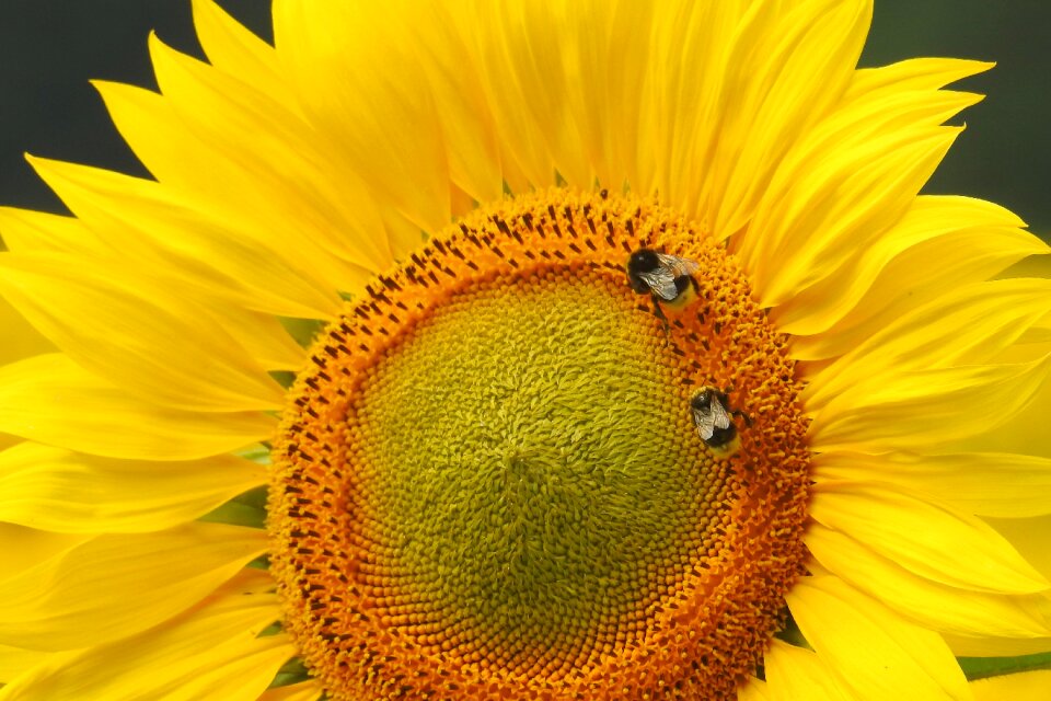 Blossom bloom yellow