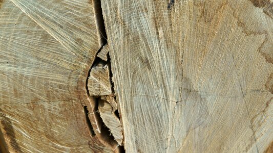 Log wood wood structure