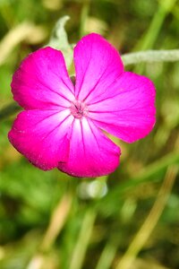 Bloom red natural plant