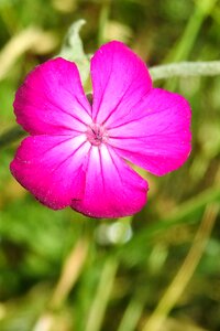 Bloom red natural plant photo