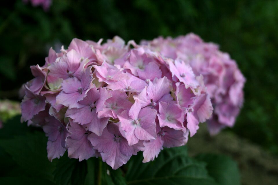 Flower garden hortenzia