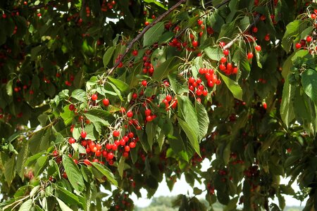 Red sweet cherries orchard
