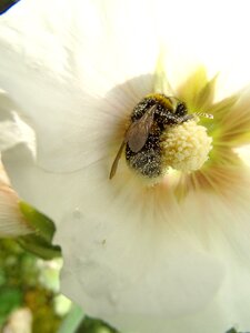 Dust summer close up