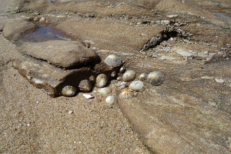 Ebb nature animals