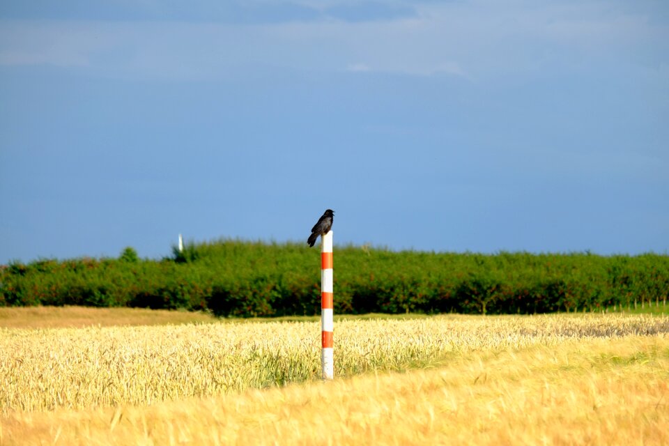 Raven black nature