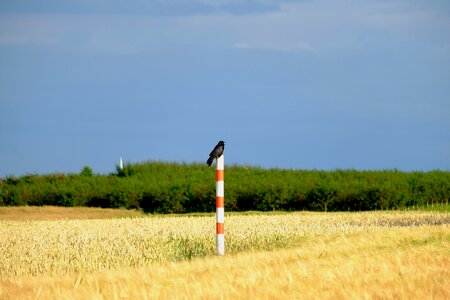 Raven black nature photo