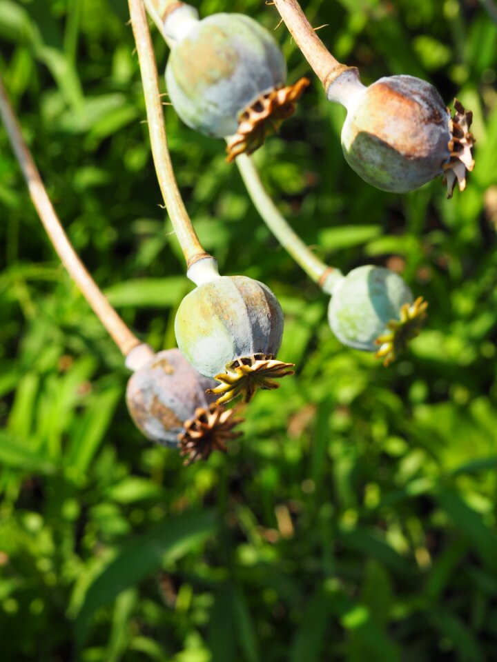 Garden plant poppy capsule