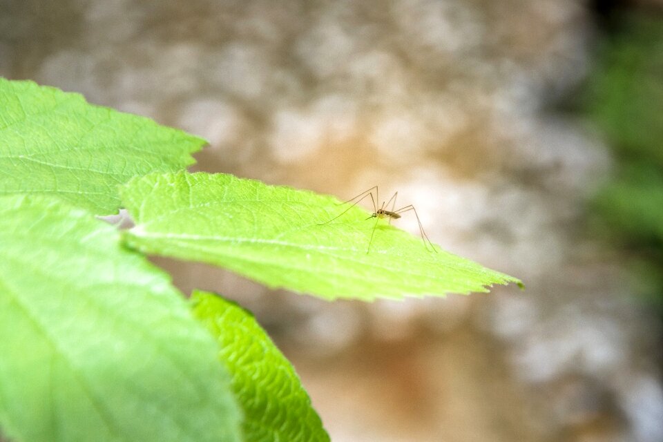 Male mosquitoes the mosquito pants autumn leaves