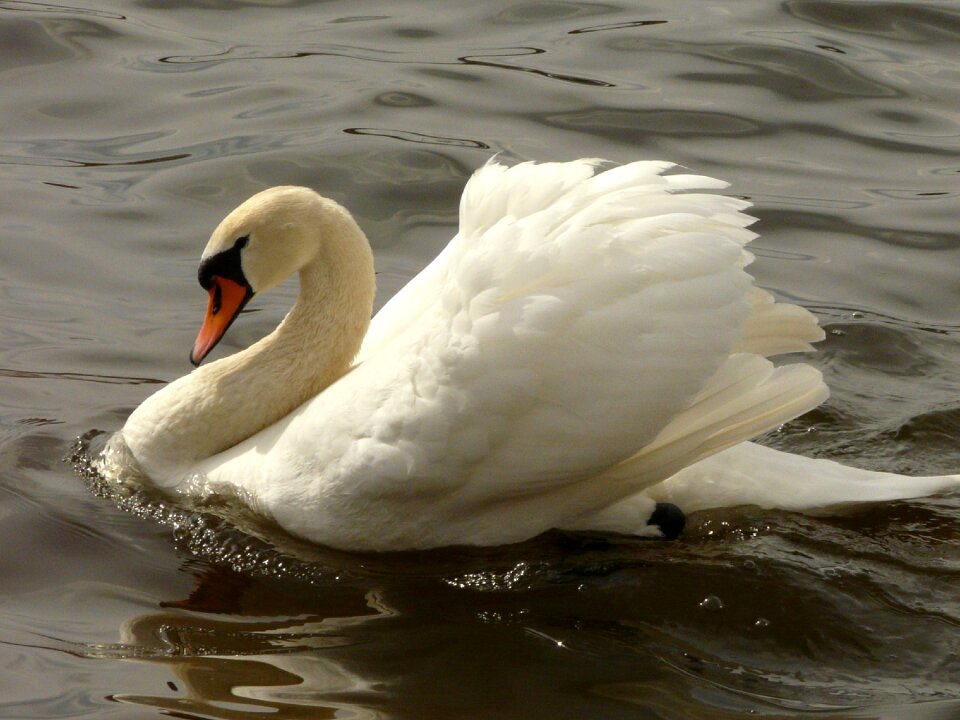 Lake nature water bird