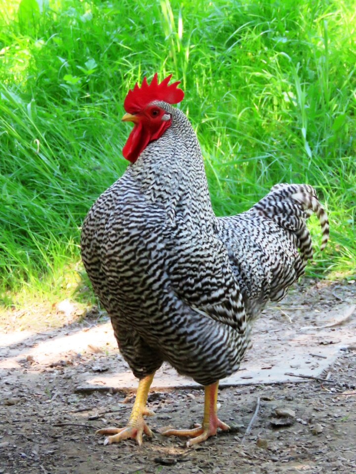 Poultry cockscomb galliformes