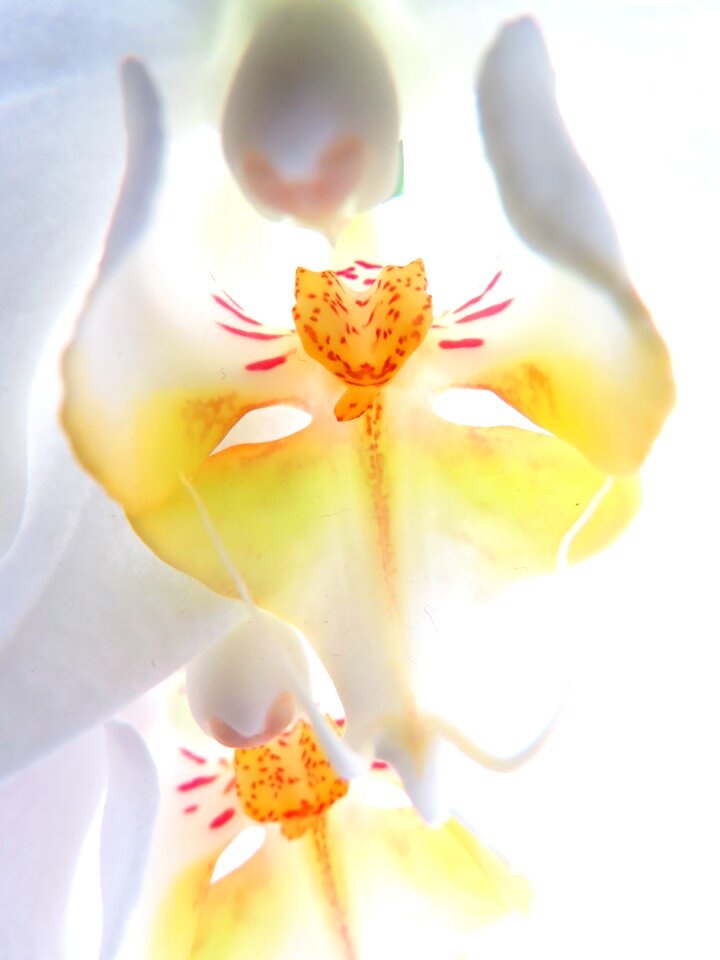 Orchid white blossom white orchid