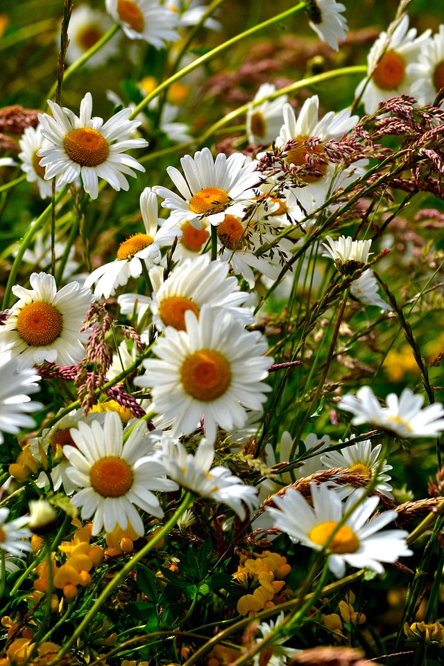 Blossoms wild flower bloom