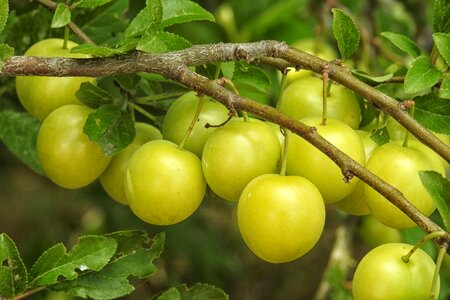 Yellow plums fruit fruit tree