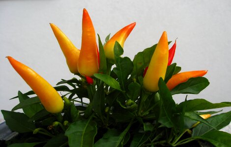 Pepper pods fiery