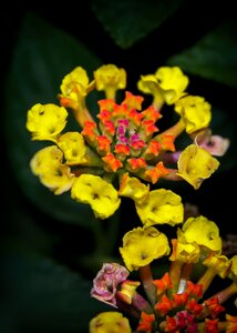 Bloom mediterranean yellow photo