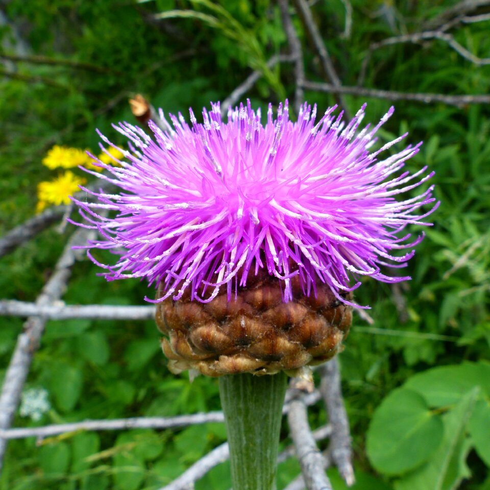 Summer flowers wild flowers pink flower