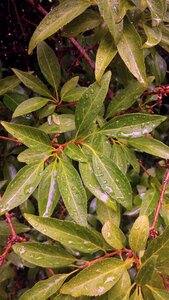 Rain drops shrub plant