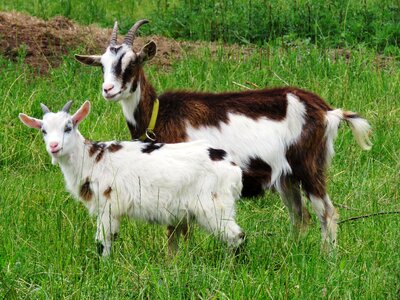 Mother kid lamb