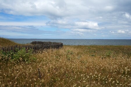 Dune beach grass outlook
