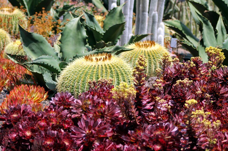 Succulent plant flora