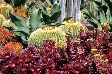 Succulent plant flora