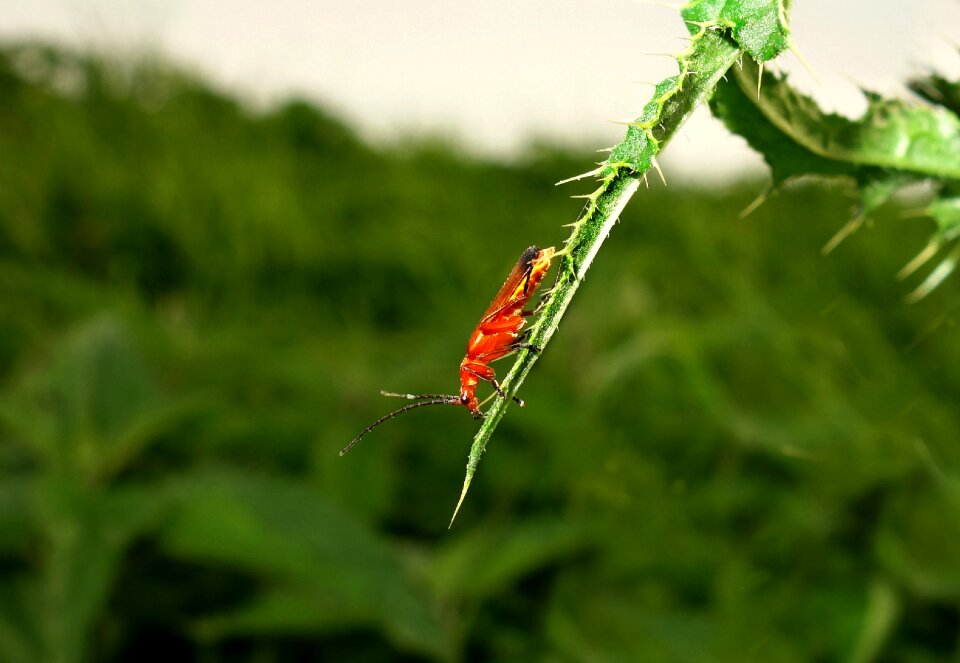 Entomology creepy crawly