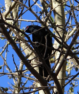 Male cuckoo fig tree photo