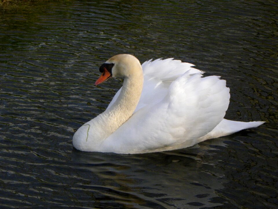 Swans animal white
