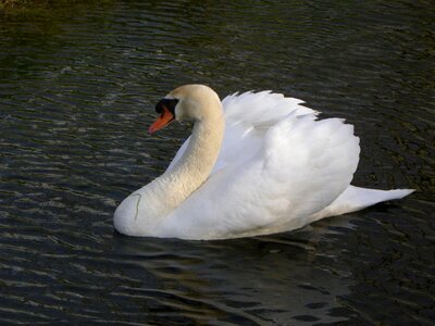 Swans animal white