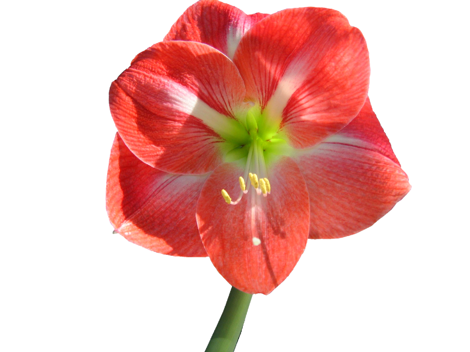 Amaryllis no background isolated