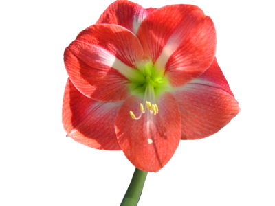 Amaryllis no background isolated