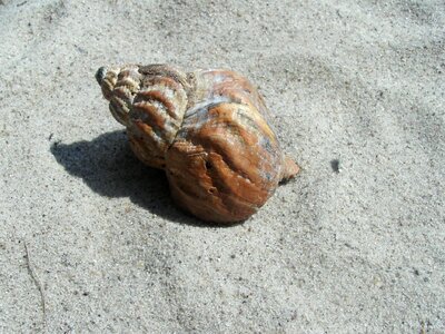 Sand sand beach snail
