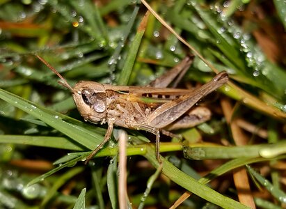 Insect close up dew photo