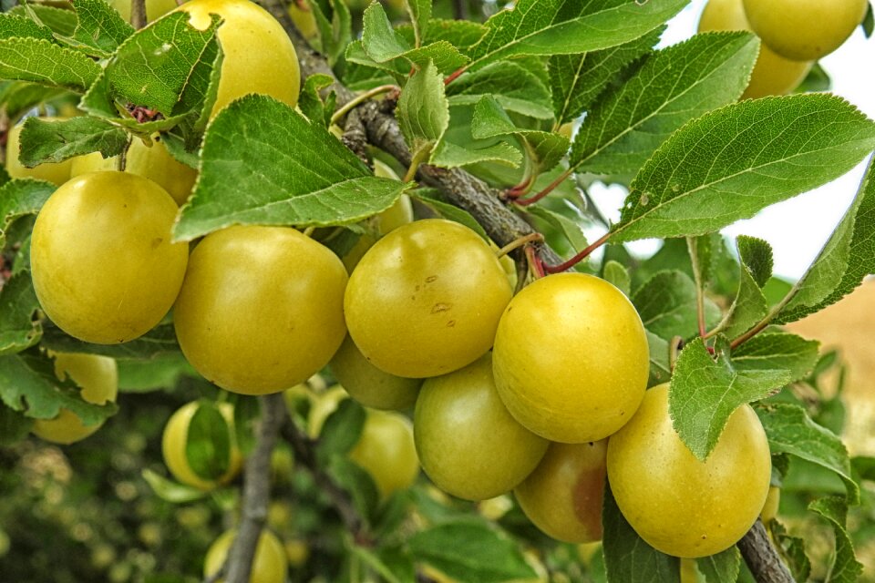 Yellow plums fruit fruit tree