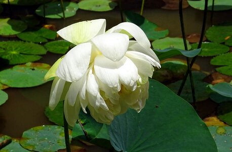 Nelumbo nucifera indian lotus sacred lotus photo