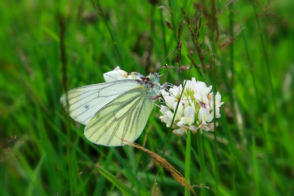Insect summer meadow