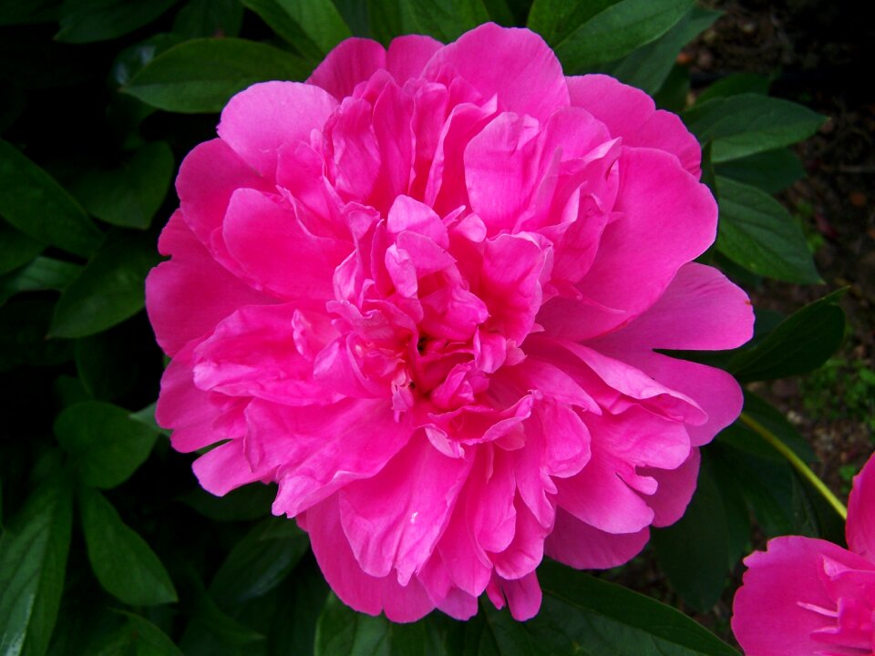 Peony pink flower flower garden