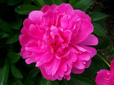 Peony pink flower flower garden photo