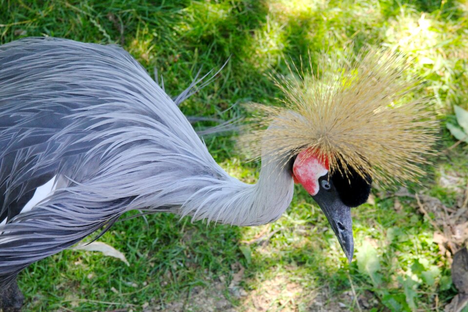 Crane nature wildlife