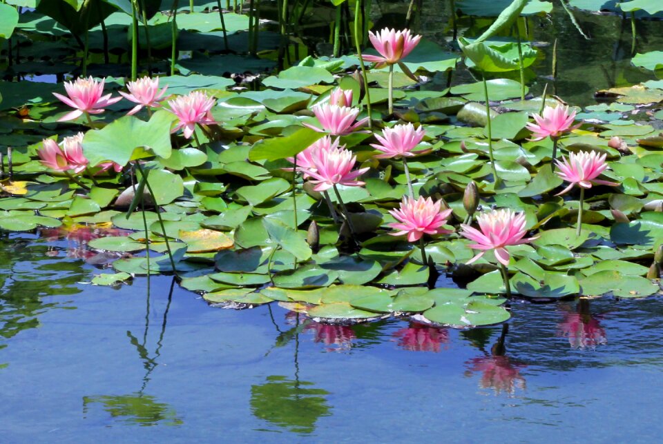 Green lake nature