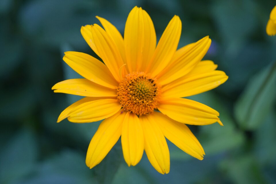 Yellow closeup yellow center