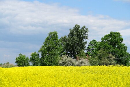 Landscape green trees summer