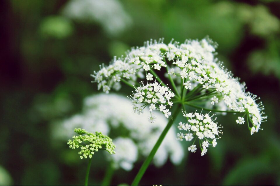 Nature white green