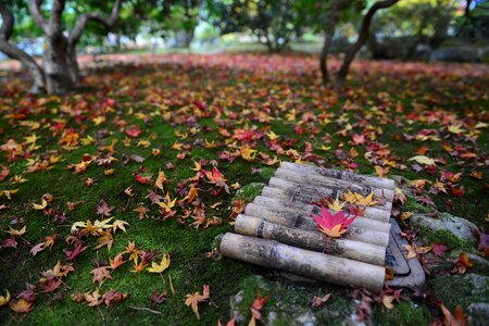 Travel trees landscape