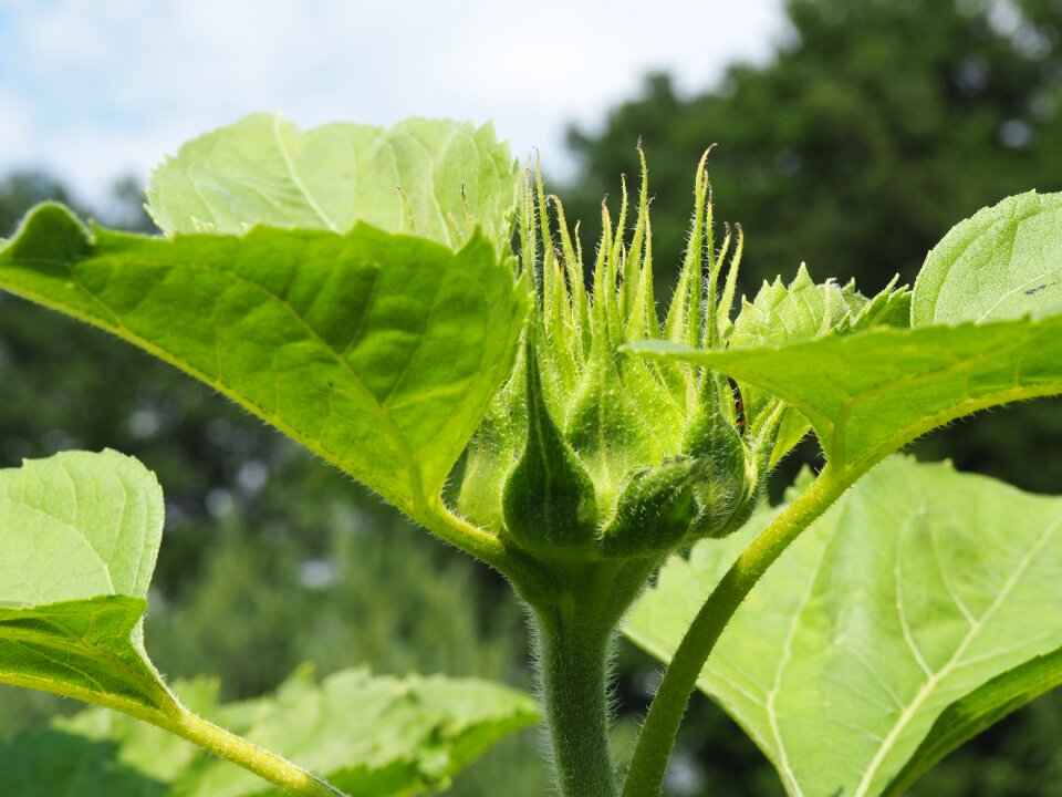 Bud plant summer flower