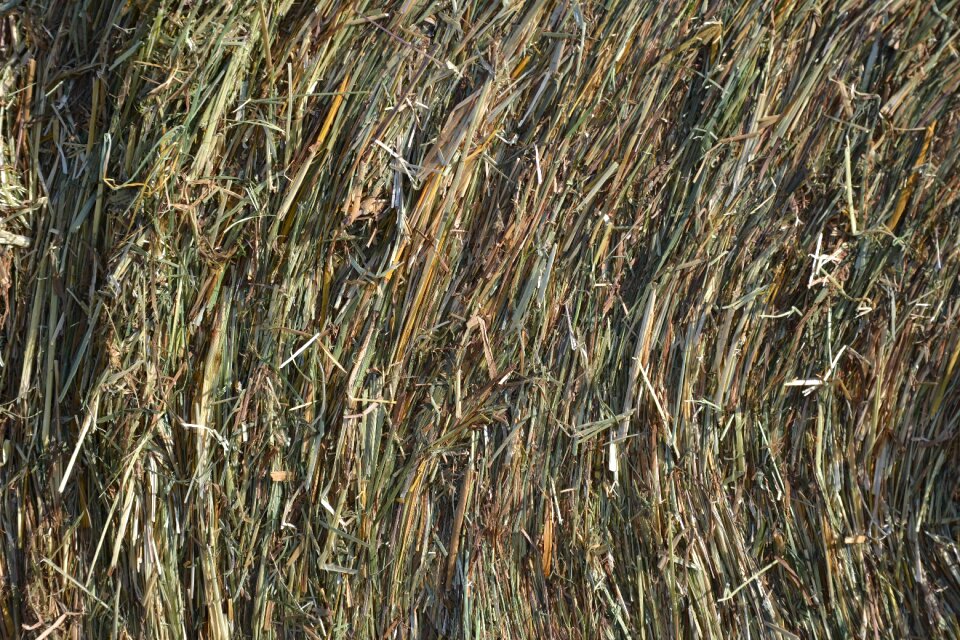 Texture dry grass