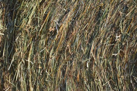 Texture dry grass