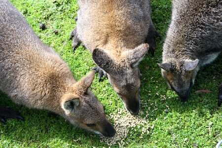 Australia nature wildlife