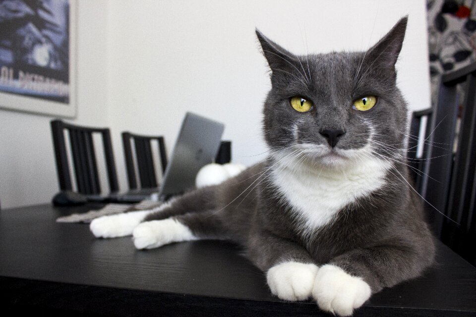 Pets gray cat pets gray cat
